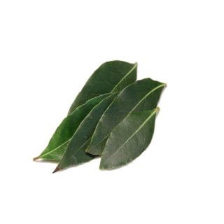 Alloro