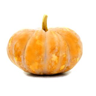 Zucca