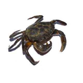 Granchio