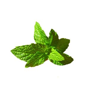 Menta