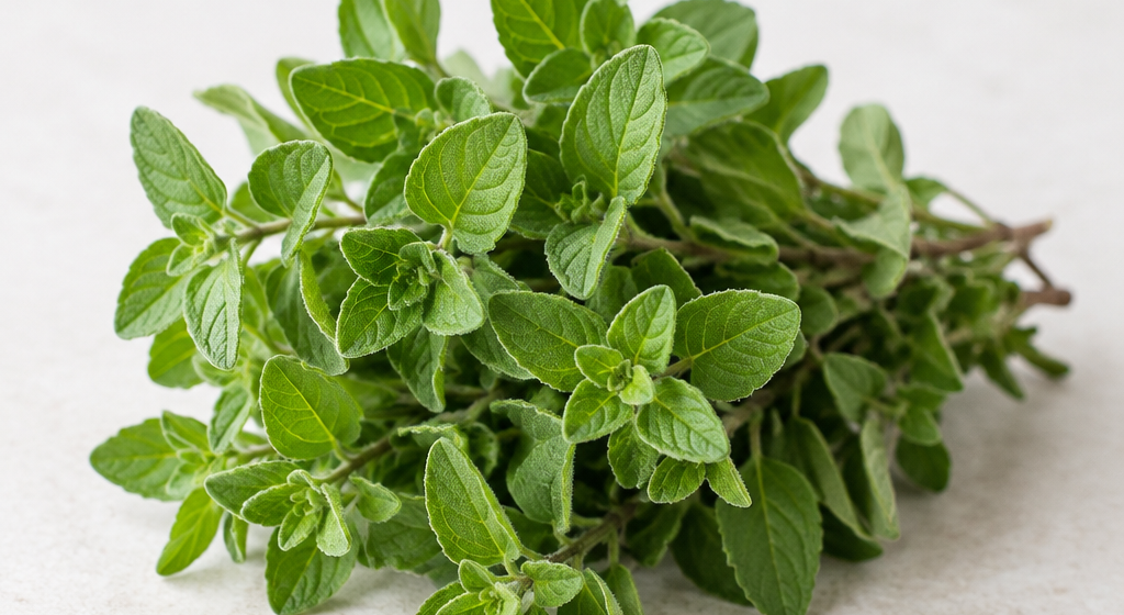 origano