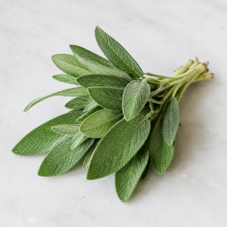 Salvia
